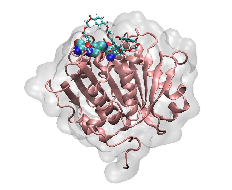 生物大分子